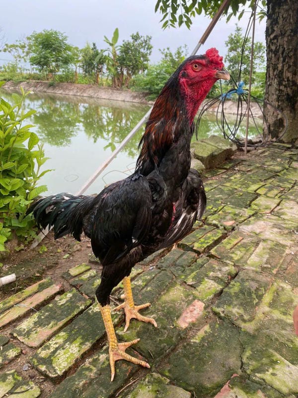 ảnh gà chọi đẹp 6