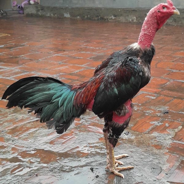 ảnh gà chọi đẹp 7