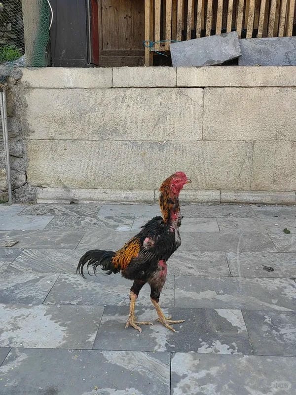 ảnh gà chọi đẹp 8