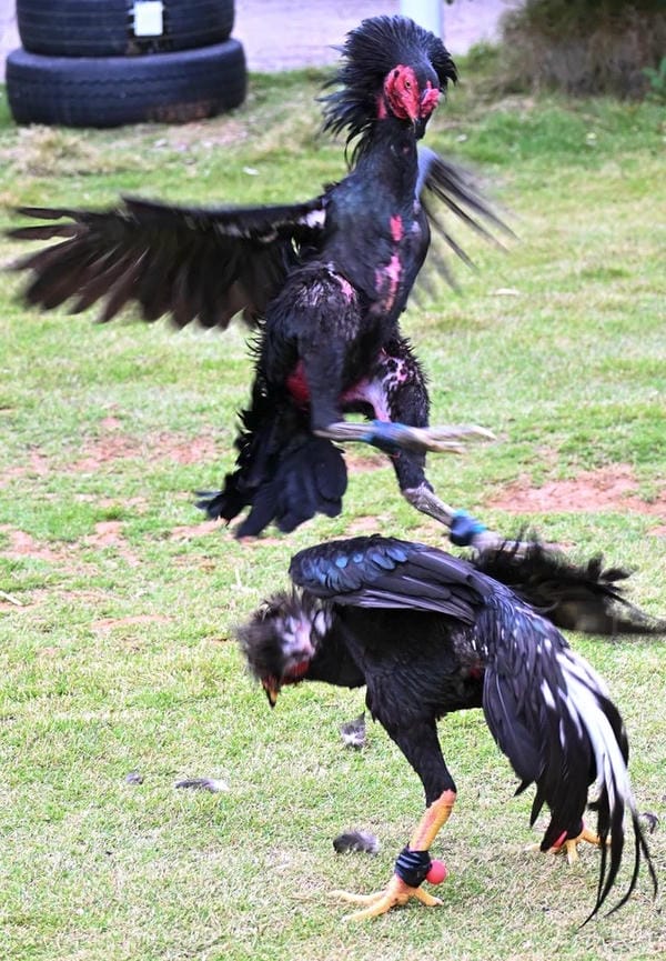 ảnh gà chọi đẹp 9