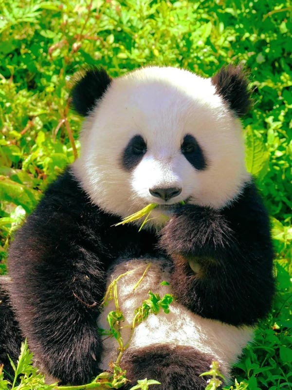 ảnh gấu trúc cute chibi