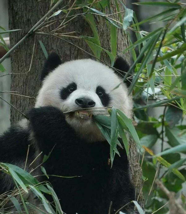 ảnh gấu trúc cute