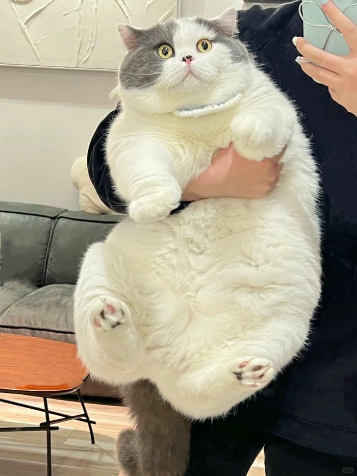 ảnh mèo béo 14