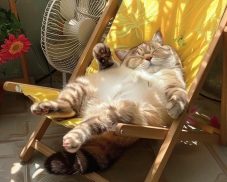 Sưu tầm 210+ ảnh mèo béo siêu đáng yêu khiến bạn cười xỉu