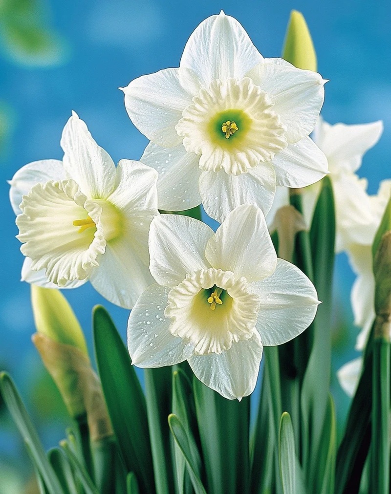 ảnh truyền động lực