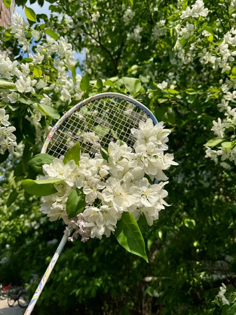 ảnh vợt cầu lông 33