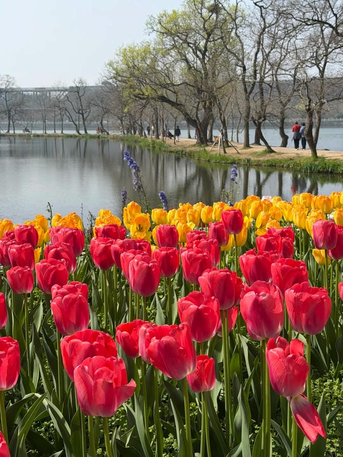 ảnh vườn hoa tulip 1