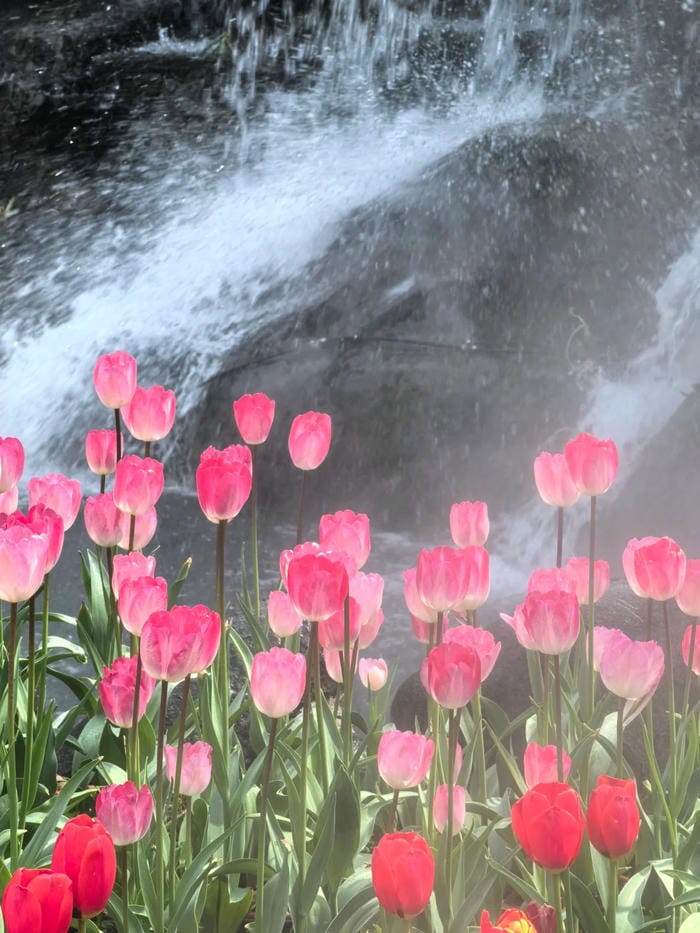 ảnh vườn hoa tulip 10