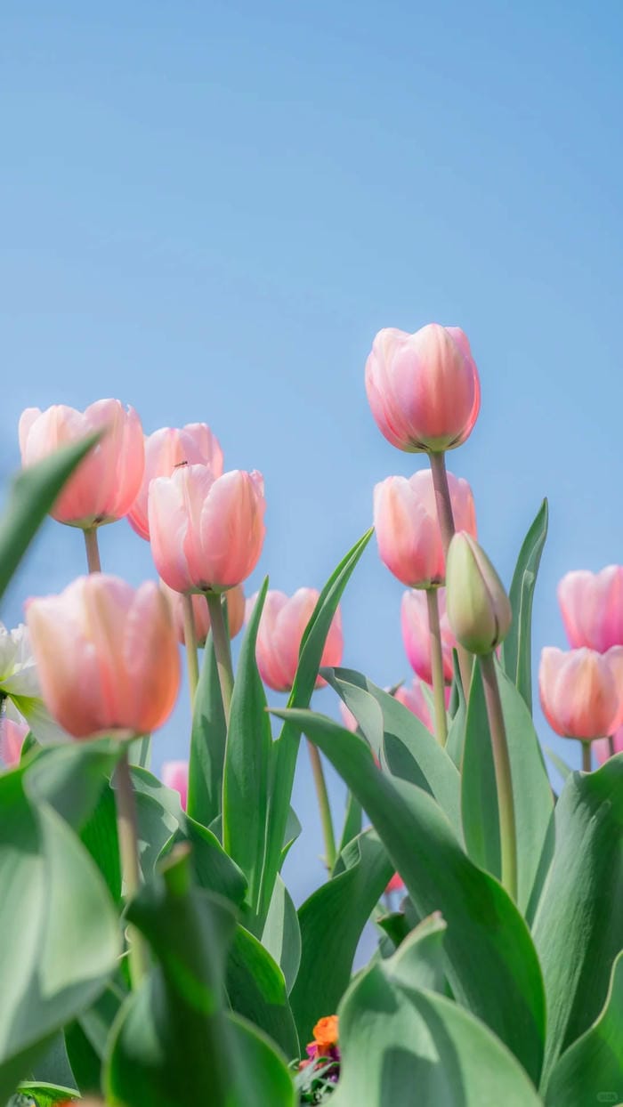 ảnh vườn hoa tulip 12