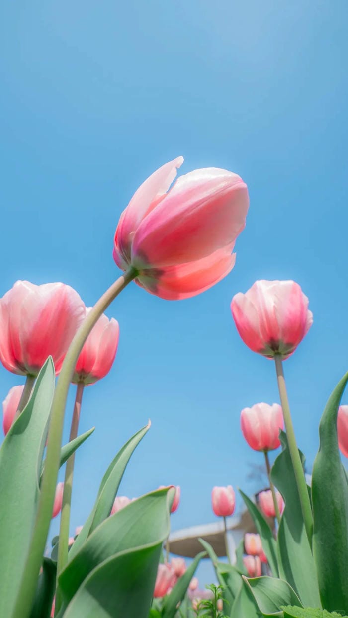 ảnh vườn hoa tulip 13