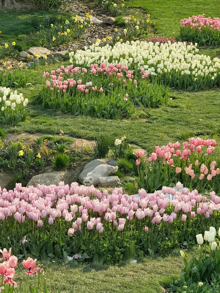 ảnh vườn hoa tulip 16