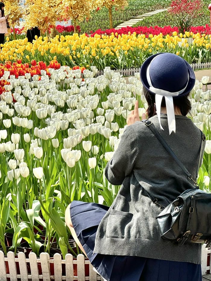 ảnh vườn hoa tulip 17