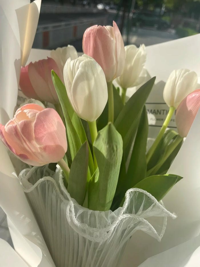 ảnh vườn hoa tulip 18