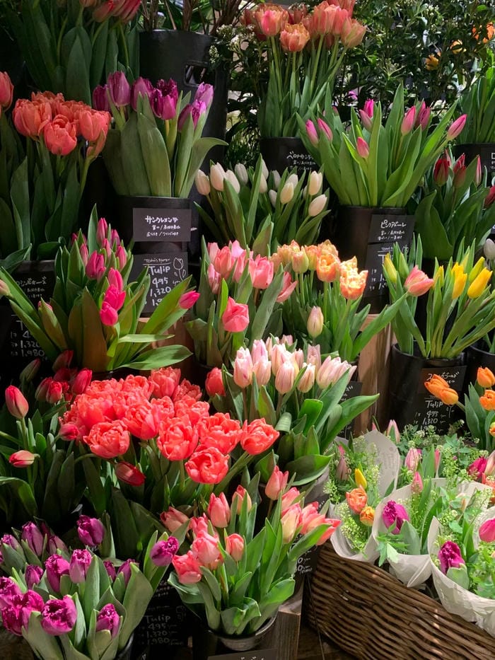 ảnh vườn hoa tulip 19