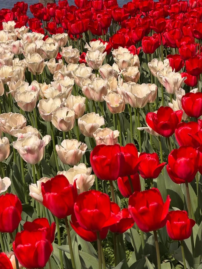 ảnh vườn hoa tulip 2