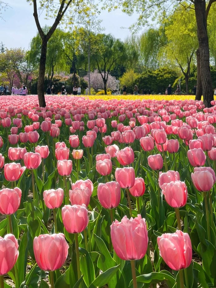 ảnh vườn hoa tulip 20