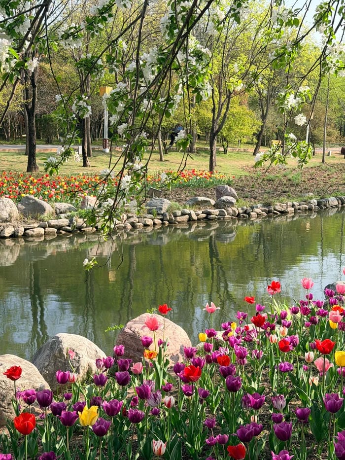 ảnh vườn hoa tulip 21