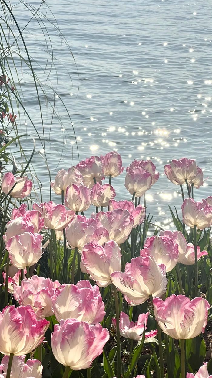 ảnh vườn hoa tulip 22