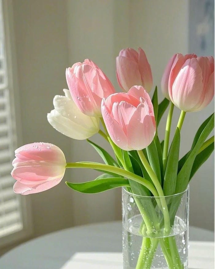ảnh vườn hoa tulip 23