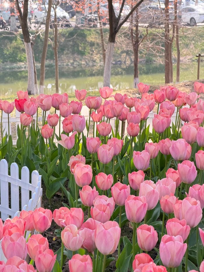 ảnh vườn hoa tulip 24