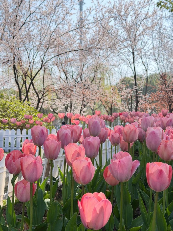 ảnh vườn hoa tulip 25