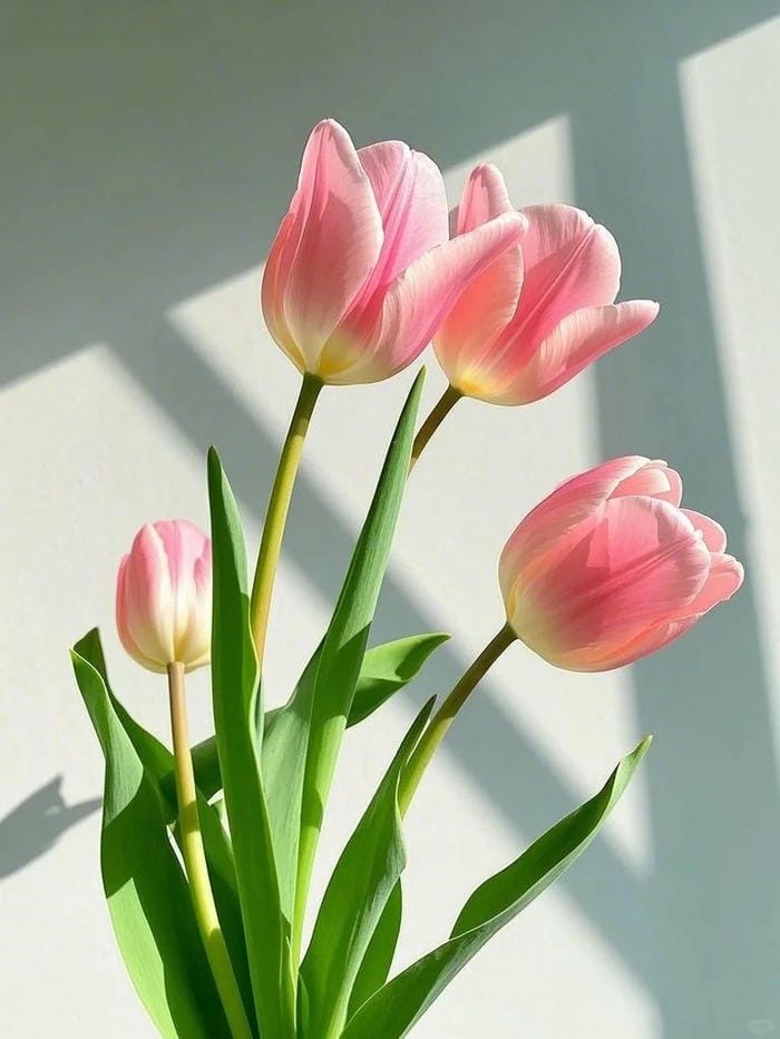 ảnh vườn hoa tulip 27