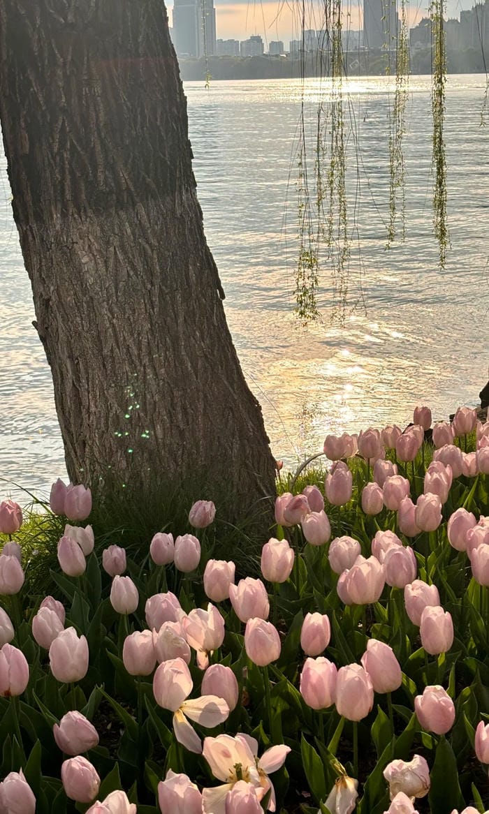 ảnh vườn hoa tulip 28