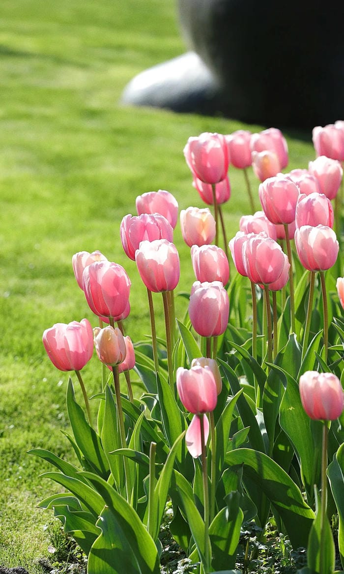 ảnh vườn hoa tulip 3
