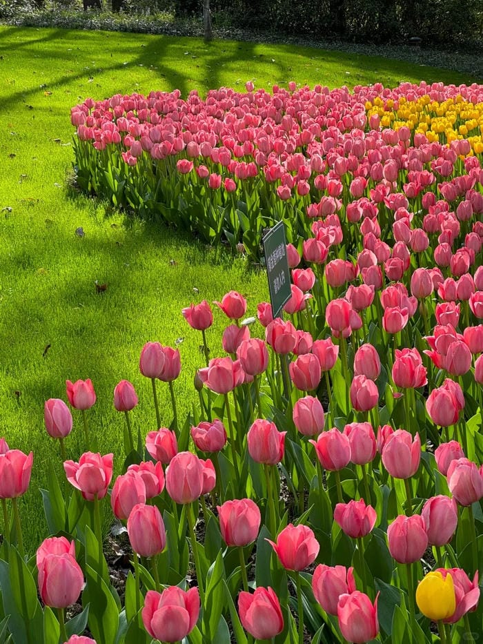 ảnh vườn hoa tulip 30