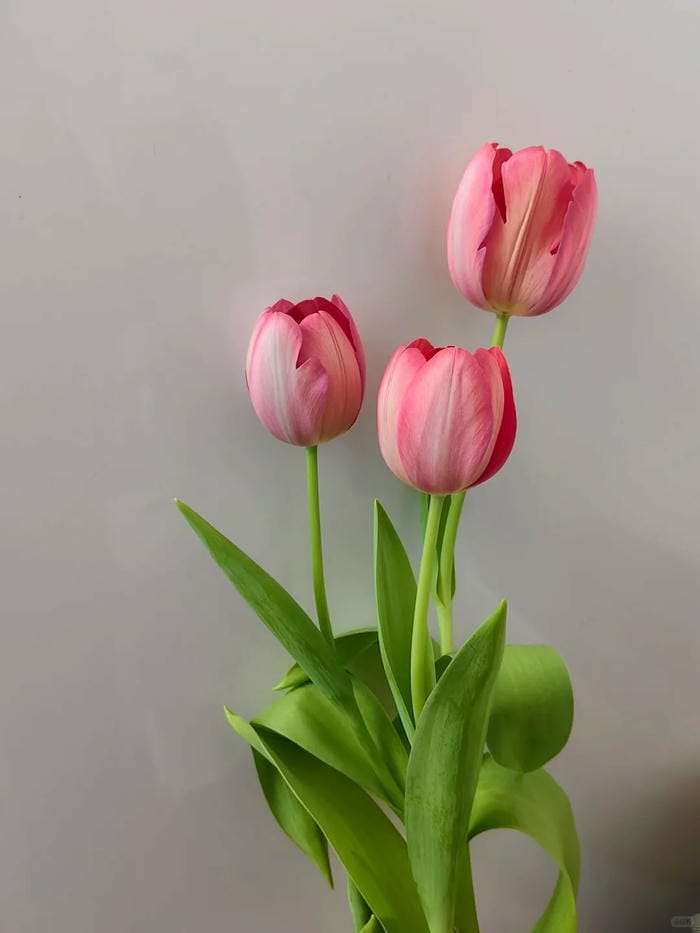 ảnh vườn hoa tulip 31