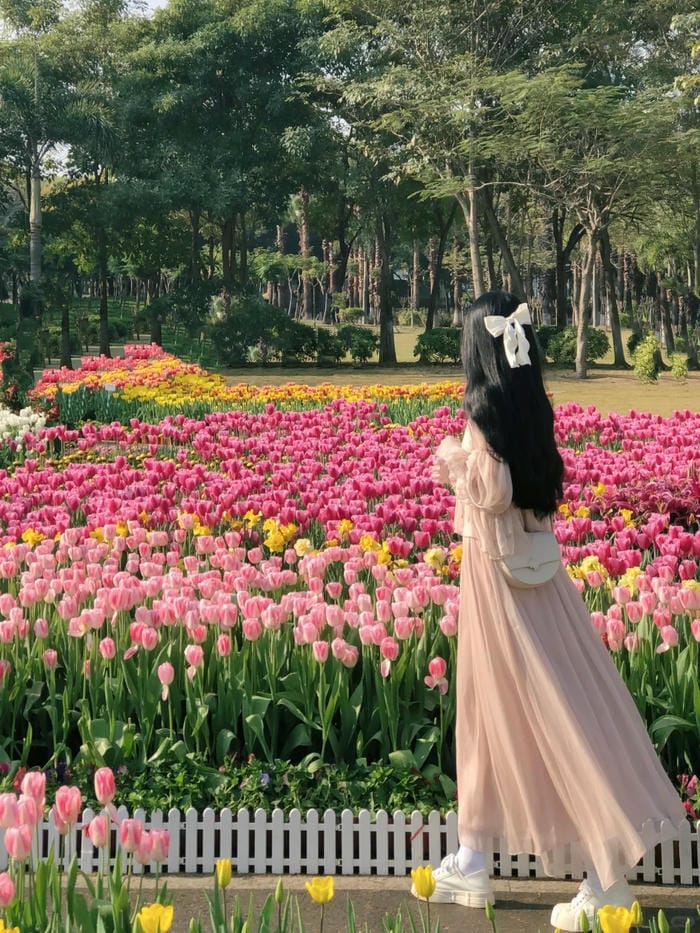 ảnh vườn hoa tulip 33