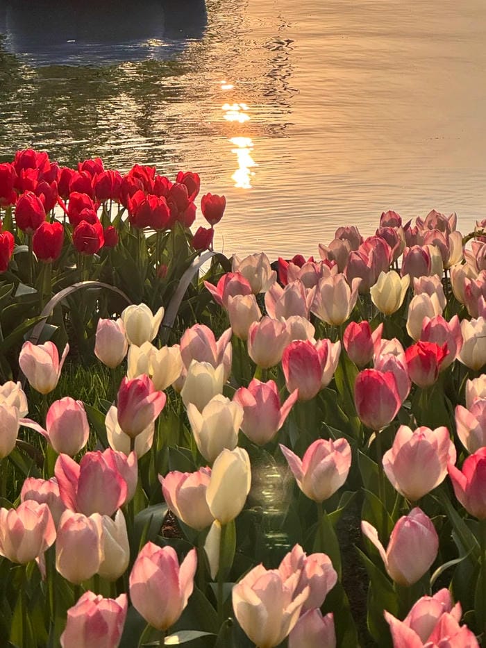 ảnh vườn hoa tulip 34