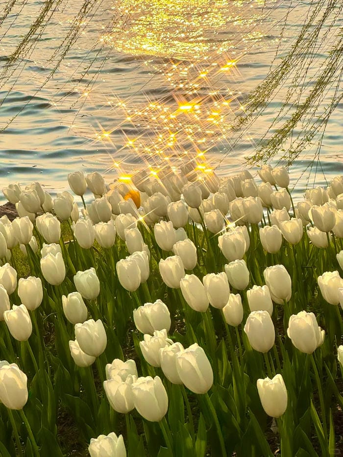 ảnh vườn hoa tulip 35