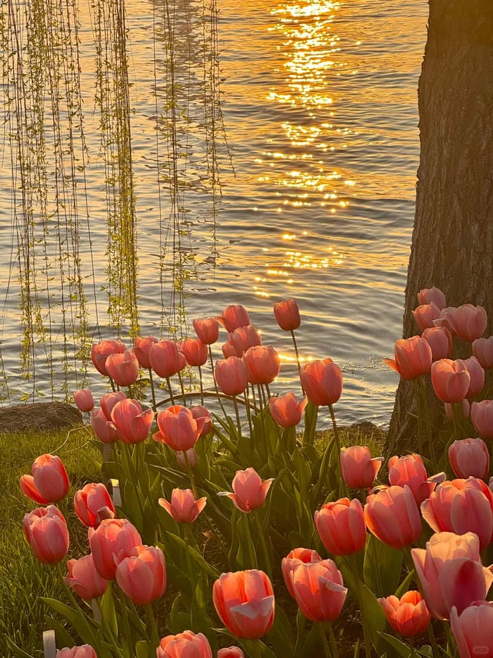 ảnh vườn hoa tulip 36