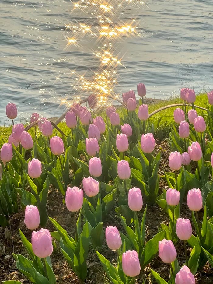 ảnh vườn hoa tulip 37