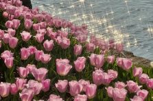 Bộ sưu tập 160+ ảnh vườn hoa tulip thơ mộng, nhìn là muốn đi