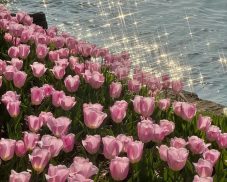 Bộ sưu tập 160+ ảnh vườn hoa tulip thơ mộng, nhìn là muốn đi