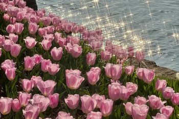 Bộ sưu tập 160+ ảnh vườn hoa tulip thơ mộng, nhìn là muốn đi