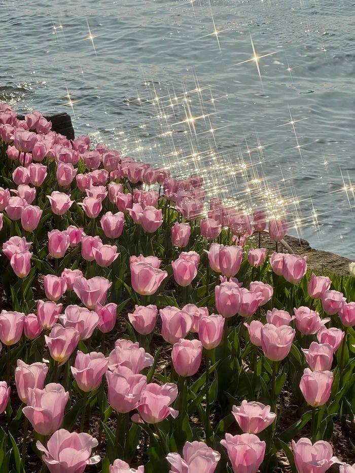 ảnh vườn hoa tulip 38