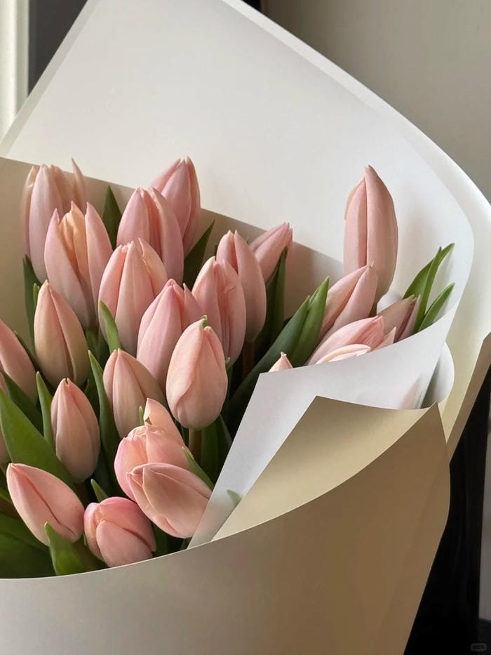 ảnh vườn hoa tulip 39