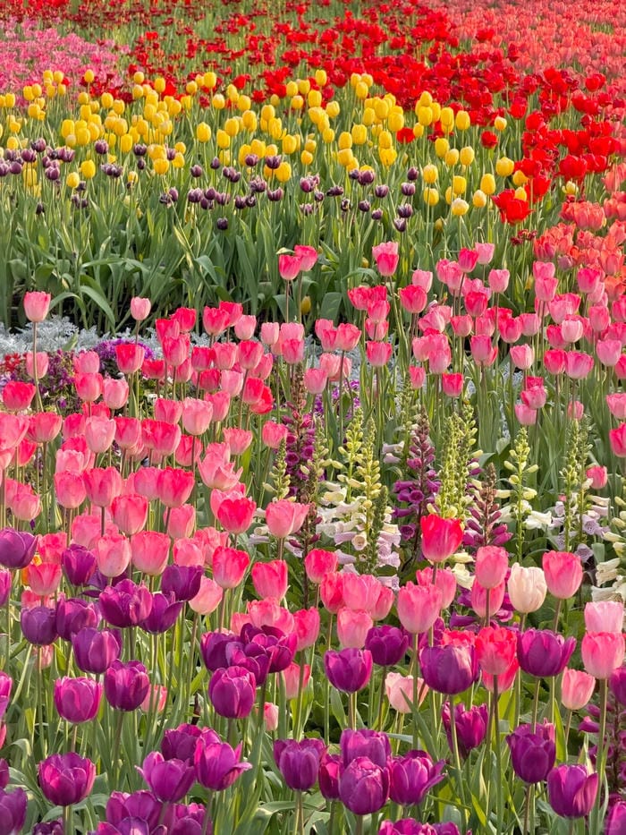 ảnh vườn hoa tulip 4