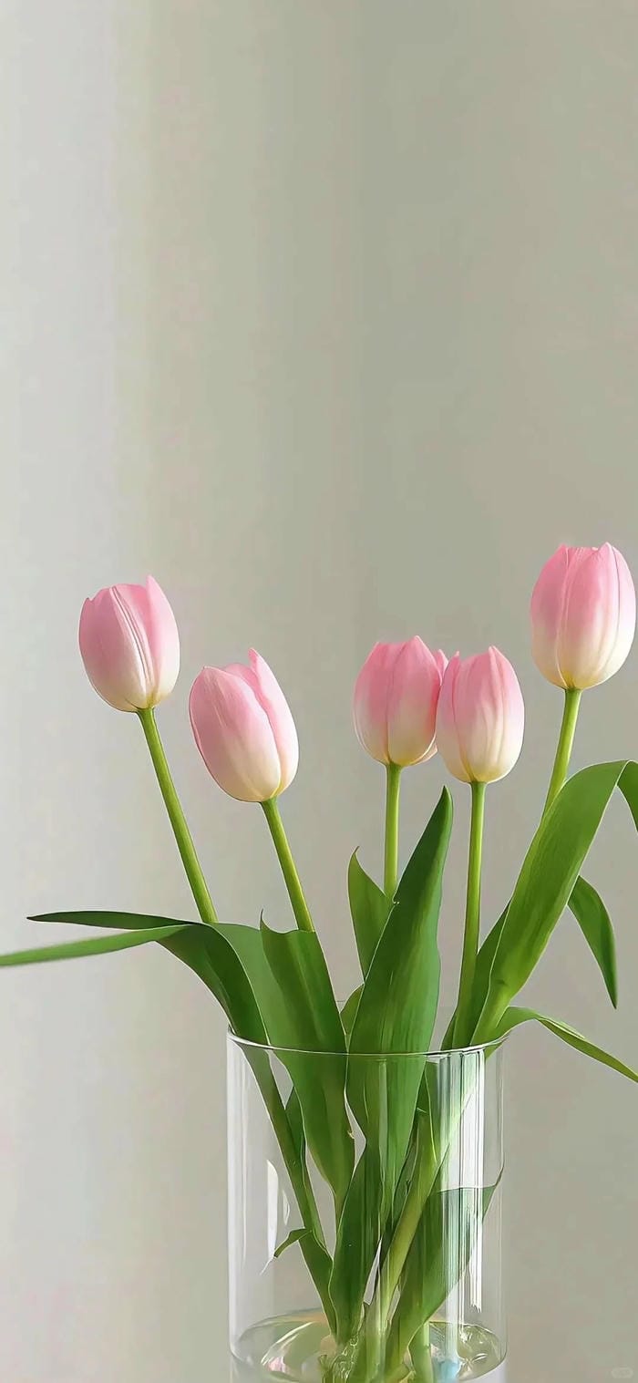 ảnh vườn hoa tulip 40