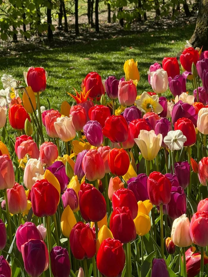 ảnh vườn hoa tulip 41