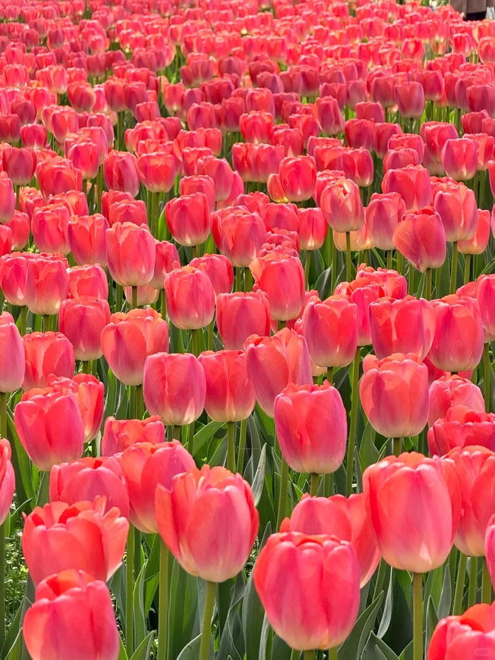 ảnh vườn hoa tulip 42