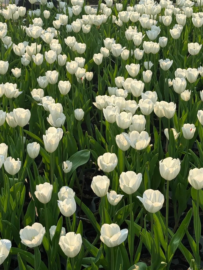 ảnh vườn hoa tulip 5