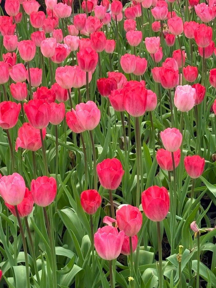 ảnh vườn hoa tulip 6