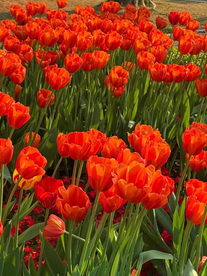 ảnh vườn hoa tulip 7