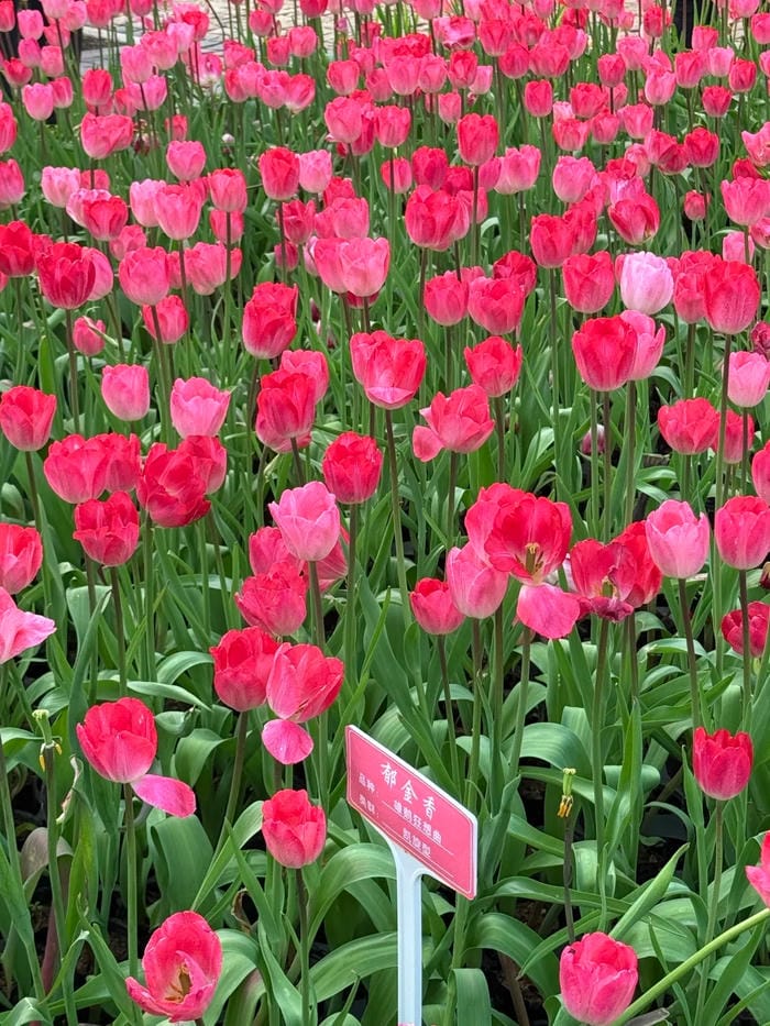 ảnh vườn hoa tulip 8