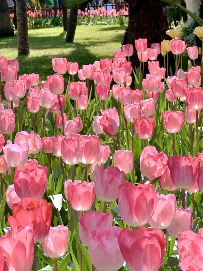 ảnh vườn hoa tulip 9