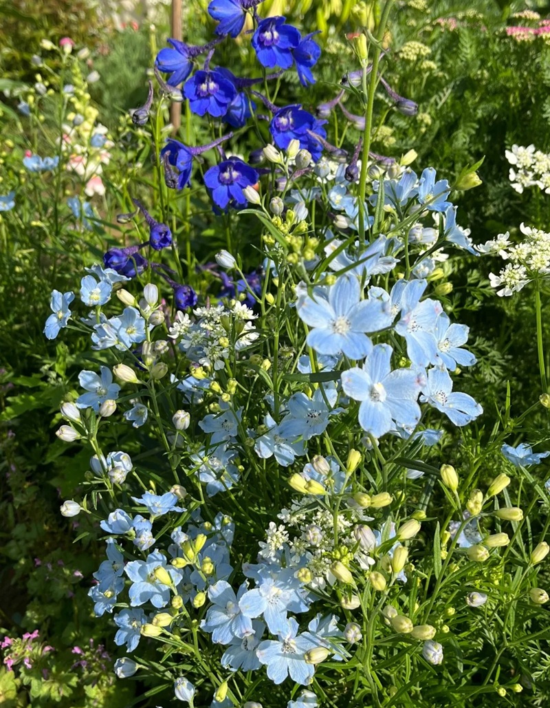 bộ sưu tập ảnh hoa đẹp 10